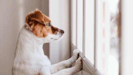 Understanding Dog Anxiety: Causes, Symptoms, and Treatment
