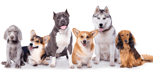 Choosing the Right Dog For You