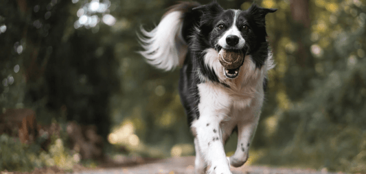 Unleashing Joy: The Power of Dog Enrichment and Mental Stimulation