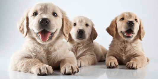 The Essential Guide to Puppy Training: Tips and Tricks